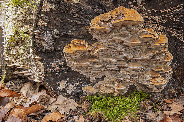 ryšavec bukový Inonotus nodulosus (Fr.) P. Karst.