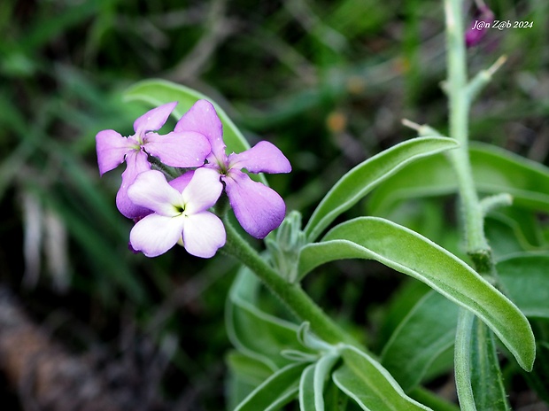 fiala Matthiola maderensis Lowe