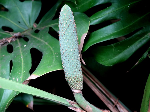 monstera Monstera deliciosa Liebm.