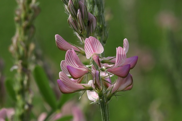 vičenec vikolistý Onobrychis viciifolia Scop.