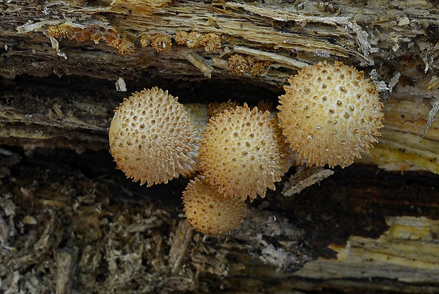 šupinovka šupinatá Pholiota squarrosa (Vahl) P. Kumm.