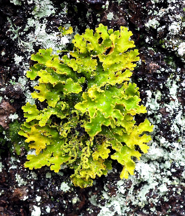 _ Pseudocyphellaria aurata (Ach.) Vain.