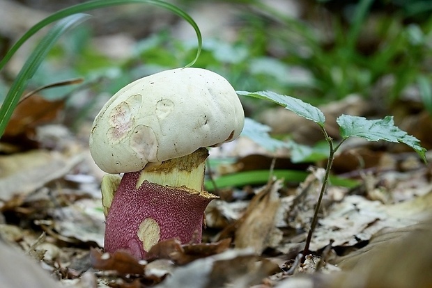 hríb purpurový Rubroboletus rhodoxanthus Kuan Zhao &amp; Zhu L. Yang