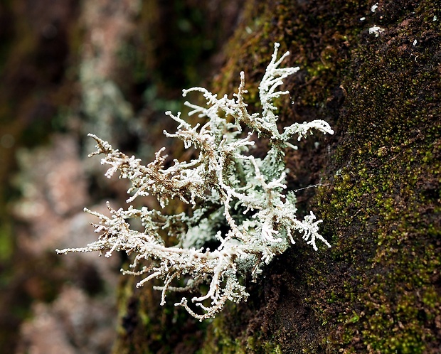 Stereocaulon azoreum (Schaer.) Nyl.