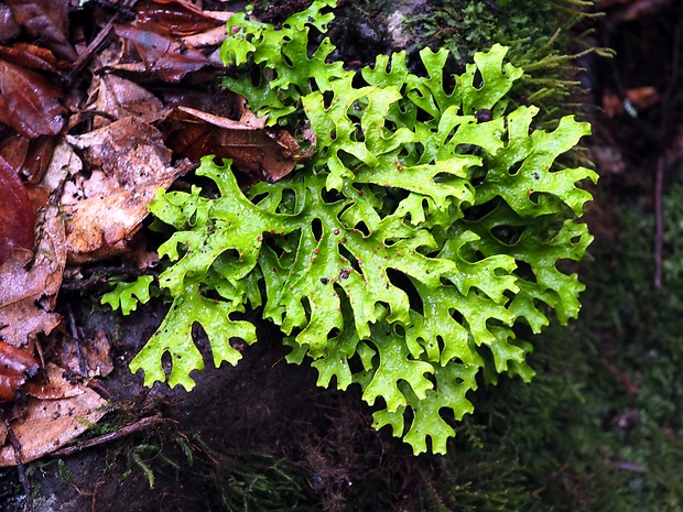 stikta Sticta canariensis (Bory) Bory ex Delise