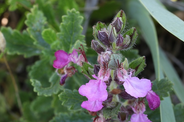 hrdobarka cesnaková Teucrium scordium L.