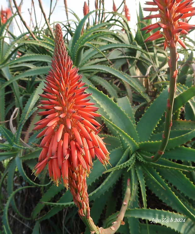 aloe stromovité Aloe arborescens Mill.