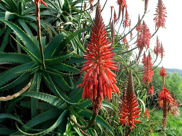 aloe stromovité Aloe arborescens Mill.