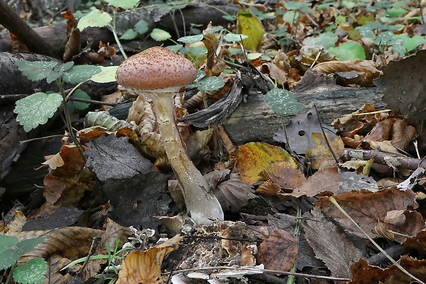 podpňovka Armillaria sp.