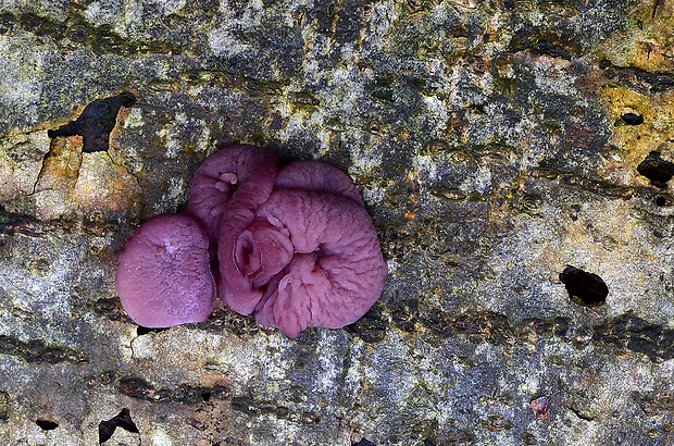 vrtidlovka Ascocoryne sp.