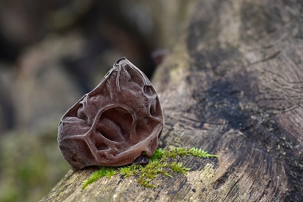 uchovec bazový Auricularia auricula-judae (Bull.) Quél.