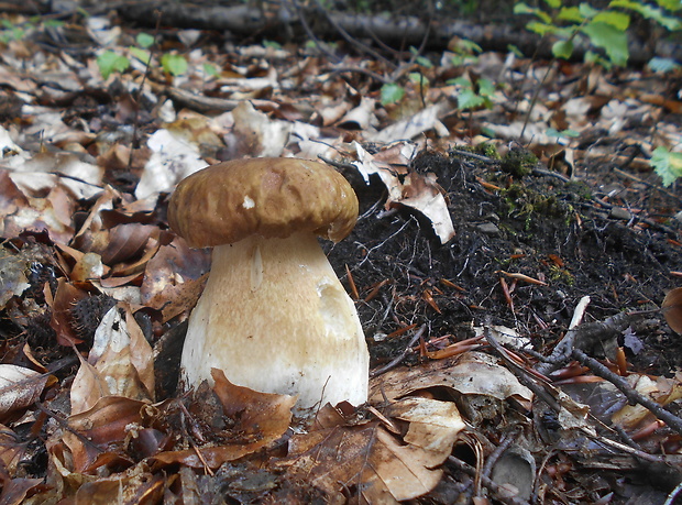 hríb dubový Boletus reticulatus Schaeff.