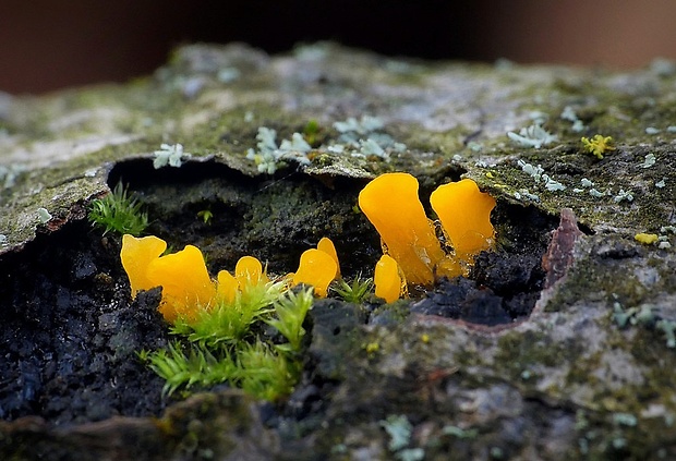 parôžkovec malý Calocera cornea (Fr.) Loud.