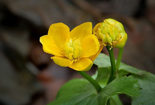 záružlie močiarne Caltha palustris L.