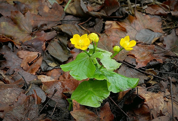 záružlie močiarne Caltha palustris L.