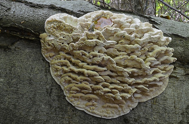 zubček severský Climacodon septentrionalis (Fr.) P. Karst.