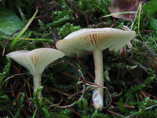 strmuľka voňavá Clitocybe fragrans (With.) P. Kumm.