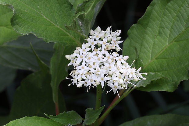 drieň biely Cornus alba