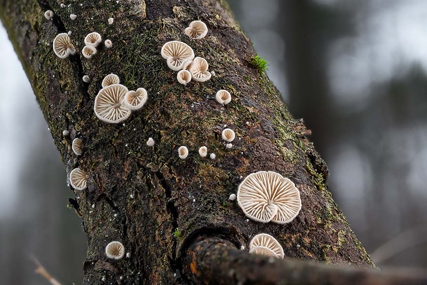 pahliva Crepidotus sp.