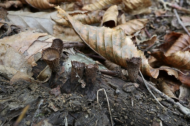 čiaškovec pásikavý Cyathus striatus (Huds.) Willd.