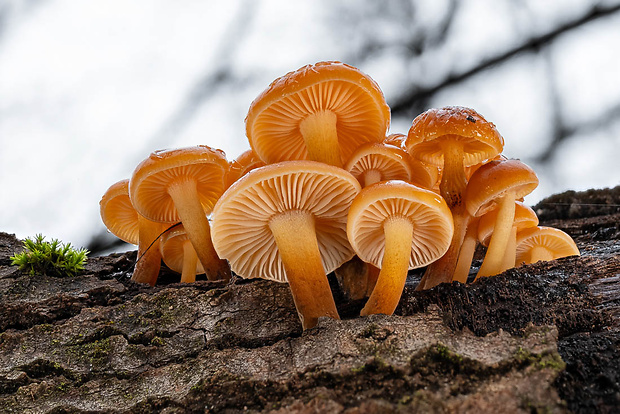 plamienka Flammulina sp.