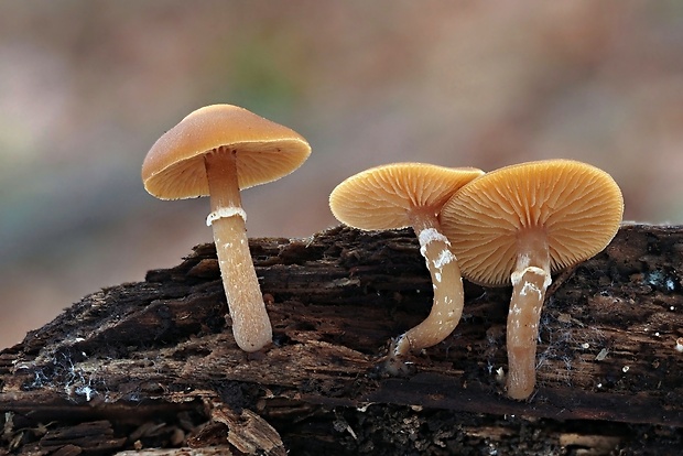 kapucňovka okrovohnedastá Galerina marginata (Batsch) Kühner