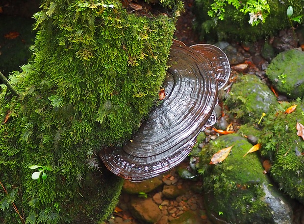 lesklokôrovka Ganoderma lipsiense (Batsch) G.F. Atk.