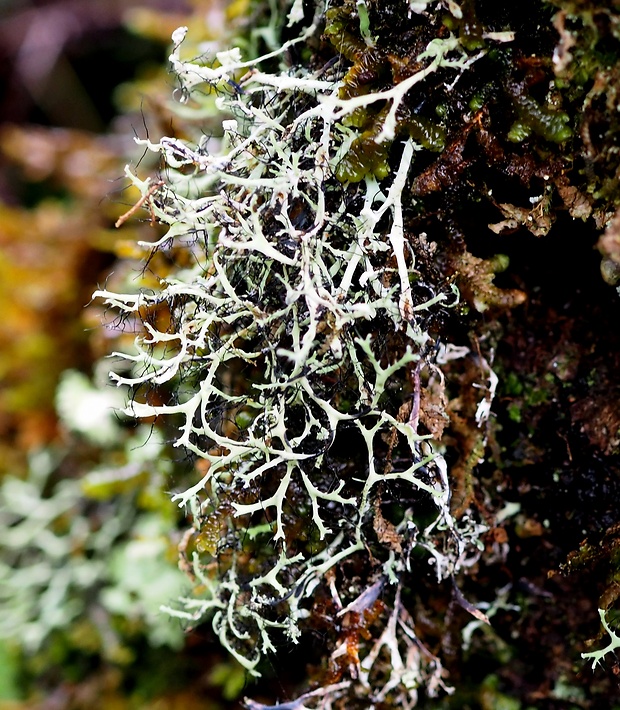 Heterodermia leucomela (L.) Poelt