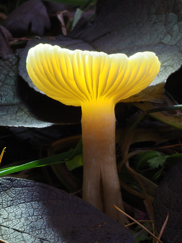 šťavnačka smrekovcová Hygrophorus lucorum Kalchbr.