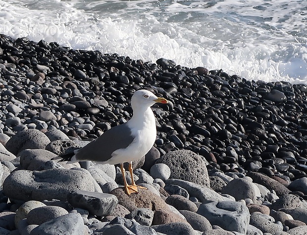 čajka bielohlavá Larus cachinnans