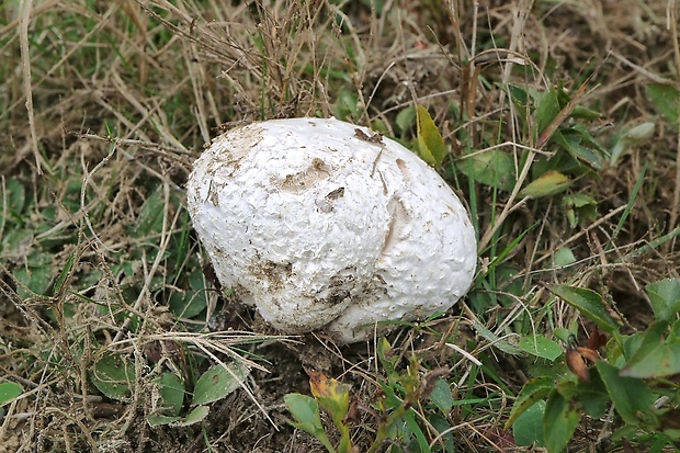 rozpadavec dlabaný Lycoperdon utriforme Bull.