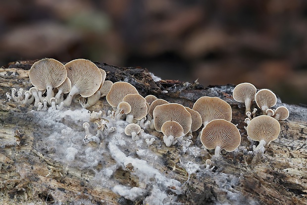 pňovka obyčajná Panellus stipticus (Bull.) P. Karst.