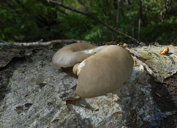 hliva závojová Pleurotus calyptratus (Lindblad ex Fr.) Sacc.