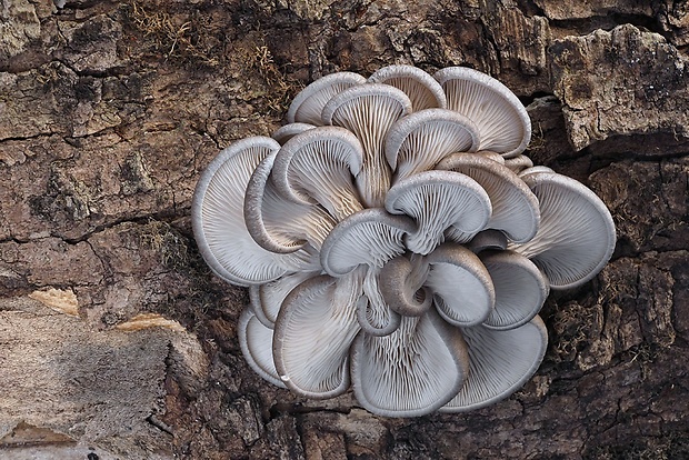 hliva ustricovitá Pleurotus ostreatus (Jacq.) P. Kumm.