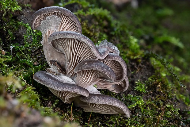 hliva ustricovitá Pleurotus ostreatus (Jacq.) P. Kumm.