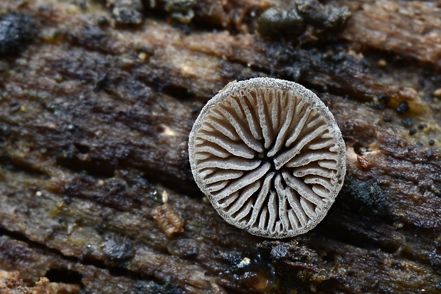 lastúrnik prirastený Resupinatus applicatus (Batsch) Gray