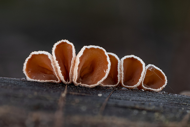 škľabka plstnatá Schizophyllum amplum (Lév.) Nakasone