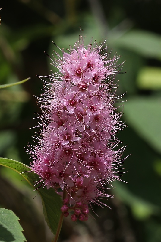 tavoľník vŕbolistý Spiraea salicifolia L.