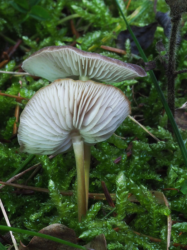 peniazočka smreková Strobilurus esculentus (Wulfen) Singer