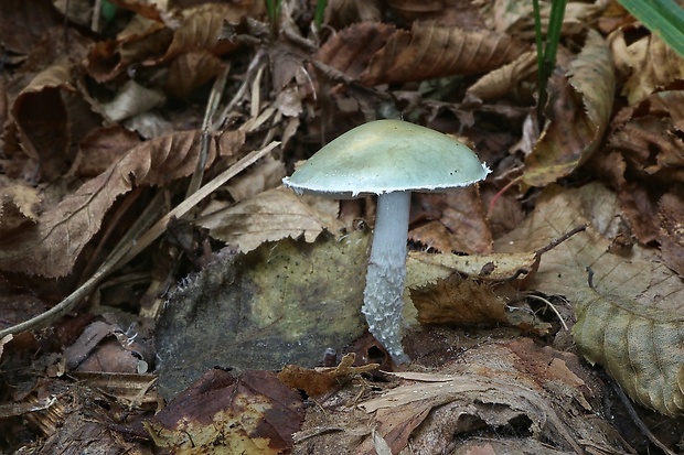 golierovka zelenomodrá Stropharia caerulea Kreisel