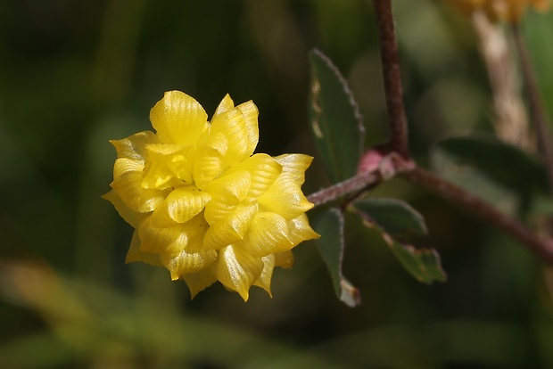 ďatelina zlatožltá Trifolium aureum Pollich