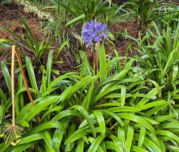 kalokvet kapský Agapanthus praecox Willd.