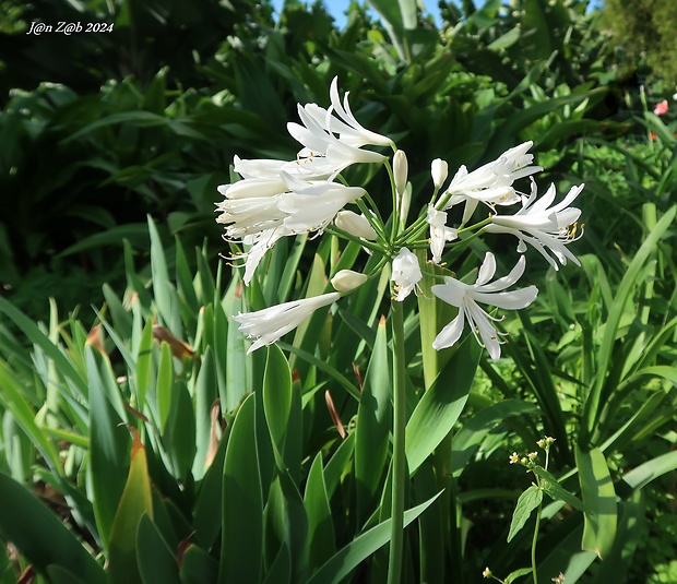 kalokvet kapský Agapanthus praecox Willd.