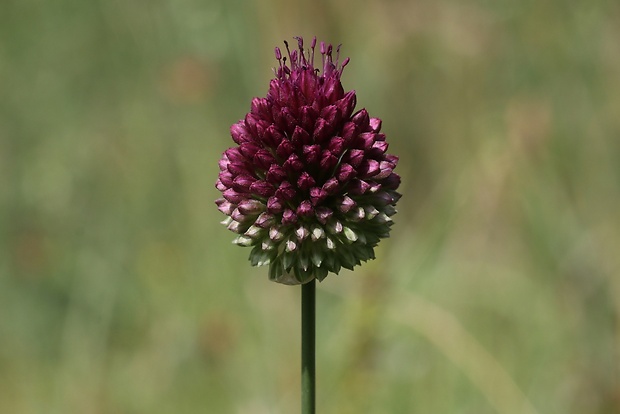 cesnak guľatohlavý Allium sphaerocephalon L.