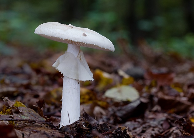 muchotrávka citrónovožltá Amanita citrina Pers.