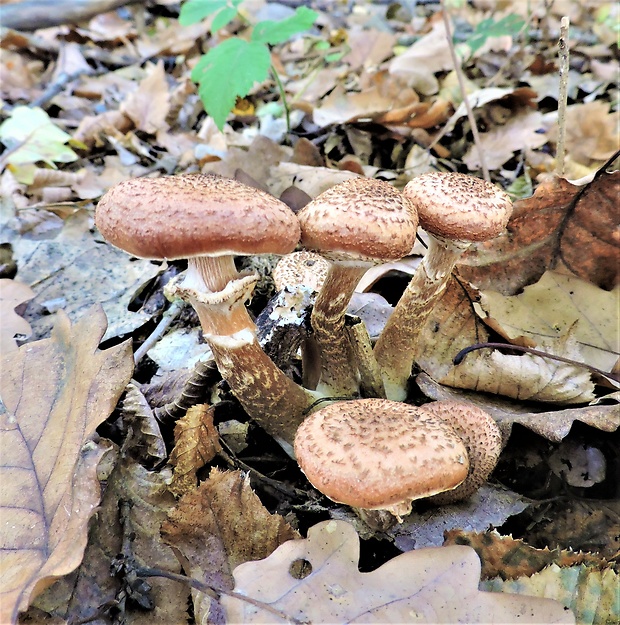 podpňovka obyčajná Armillaria mellea (Vahl) P. Kumm.