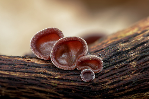 uchovec bazový Auricularia auricula-judae (Bull.) Quél.