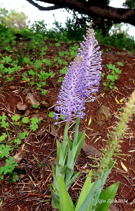 scilla madeirská Autonoë madeirensis (Menezes) Speta