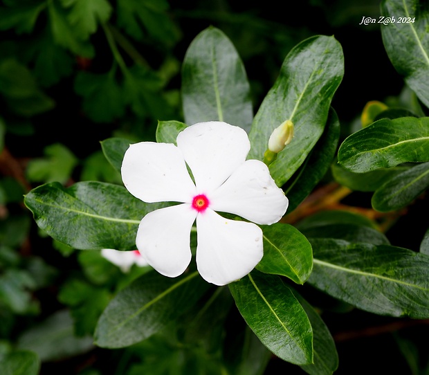 katarantus rúžový Catharanthus roseus (L.) G. Don