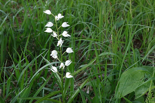 prilbovka dlholistá Cephalanthera longifolia (L.) Fritsch